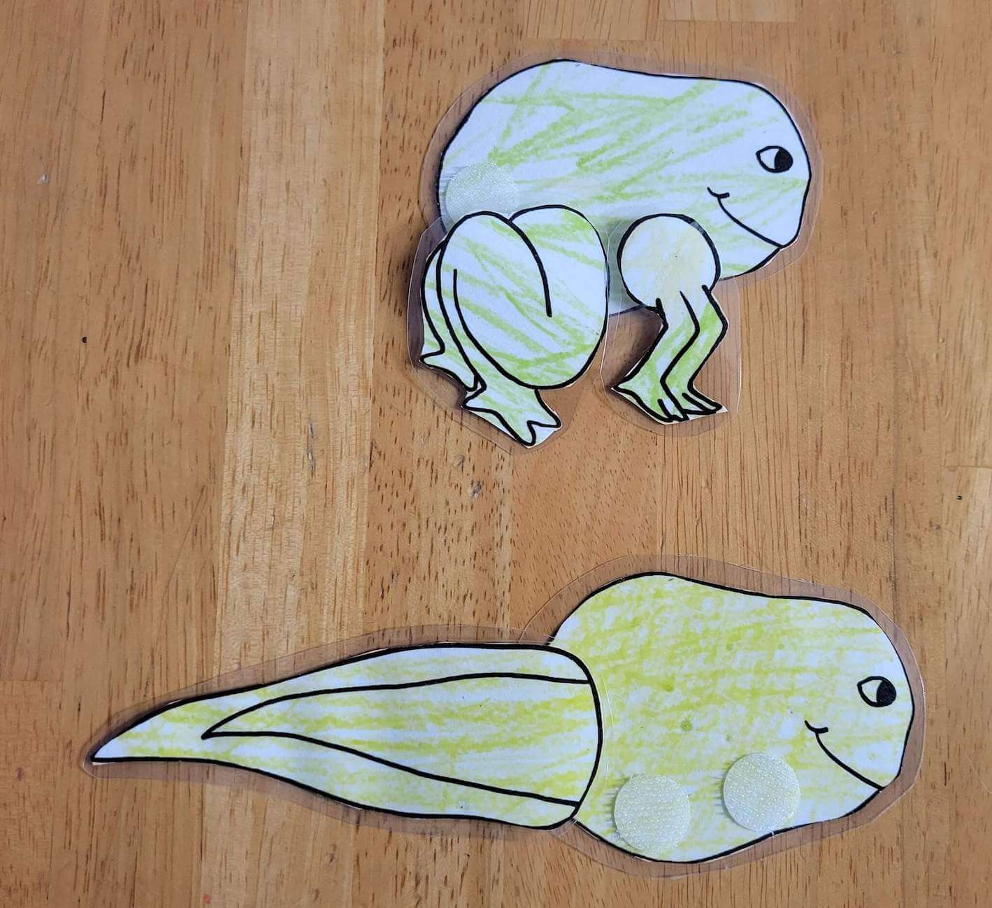 Tadpole to Frog Craft